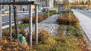 Katupuut suojataan kehikoilla kolhuilta.